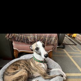 Tiger - Whippet