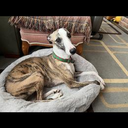Tiger - Whippet