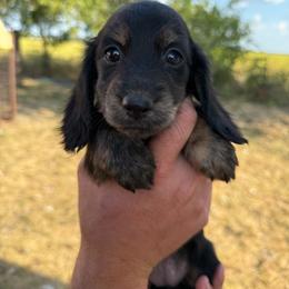 Girl 1 - Black and tan female Dachshund puppy in Krum, Texas from AG Dachshunds
