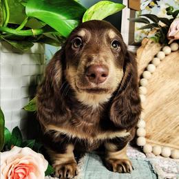 Atlas - Chocolate and tan male Dachshund puppy in Thomaston, Georgia from UGG Ranch