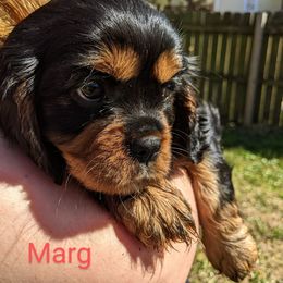 Cavalier King Charles Spaniel Puppies from Charleston Cavaliers