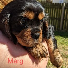 Cavalier King Charles Spaniel Puppies from Charleston Cavaliers