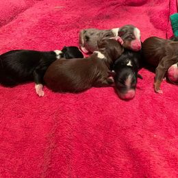 Miniature Australian Shepherd Puppies from Strawberry Mountain Mini Aussies