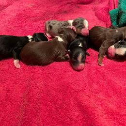 Miniature Australian Shepherd Puppies from Strawberry Mountain Mini Aussies