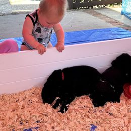 Labrador Retriever Puppies from Red Barn Family Labs