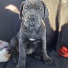 Cane Corso Puppies from Samantha Jackson