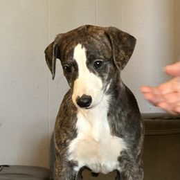 Bixby - Red brindle male Whippet puppy in Sand Springs, Oklahoma from Liberty Whippets