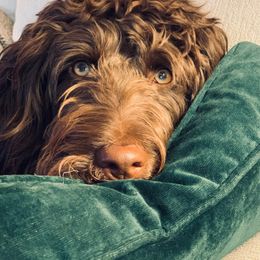 Aussiedoodle Puppies from A Dose Of Doodle