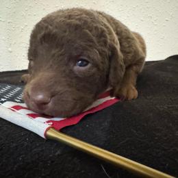 Purple - Deadgrass female Chesapeake Bay Retriever puppy in Lewiston, Utah from Bellus Chesapeakes
