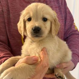 Bear - Golden male Golden Retriever puppy in Seville, Ohio from Retriever Ranch