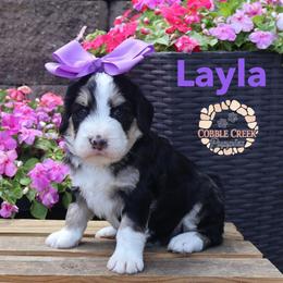 Layla - Tri-color female Bernedoodle puppy in Heyworth, Illinois from Cobble Creek Puppies