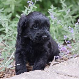 Parker - Black male Whoodle puppy in West Bend, Iowa from Blue Skies Terriers