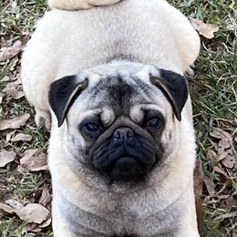 Meadow - Pug