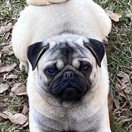 Meadow - Pug