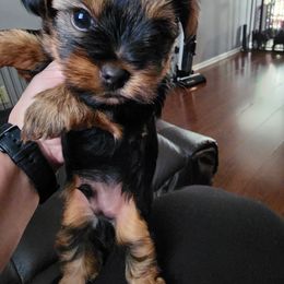 Yorkshire Terrier Puppies from Precious Paws LLC