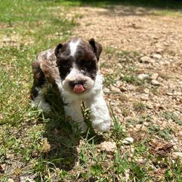 Chuckie - Parti male Miniature Schnauzer puppy in Clover, South Carolina from Bobo’s Babies Kennels