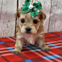 Goldie - Gold female Morkie puppy in Monticello, Iowa from Ashley’s Puppies