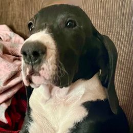 Mandy - Mantle female Great Dane puppy in Clayton, Washington from DaneLand Farm