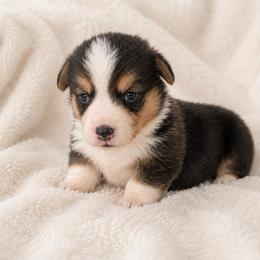 Boy 3 - Black and tan male Pembroke Welsh Corgi puppy in Beggs, Oklahoma from Blue Diamond Corgi’s