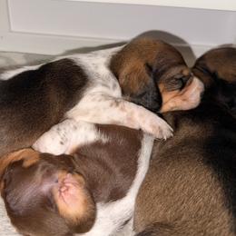 Dachshund Puppies from Drift & Dash Dachshunds
