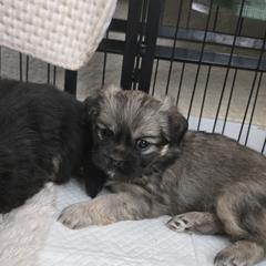 Tibetan Spaniel Puppies from Milissa Lose