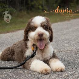 Bernedoodle, Sheepadoodle, and Whoodle Puppies from Wonderland’s Boujie Kennels