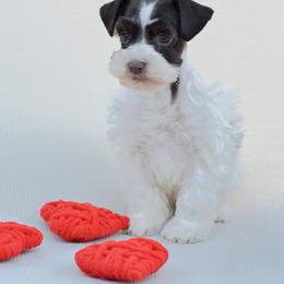 Miniature Schnauzer Puppies from PNQ Breeding