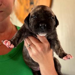 Yellow Collar - Brindle female Boerboel puppy in Manitowoc, Wisconsin from Mae Boerboel