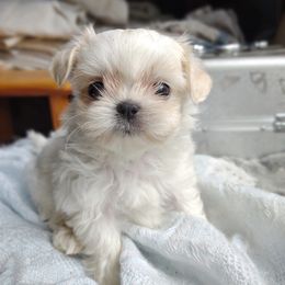 Companion Cross, Havanese, Mal-Shi, Maltese, Maltipoo, Morkie, and Shih Tzu Puppies from Seeking Shalom Acres Maltese, Maltipoos & Havamalts