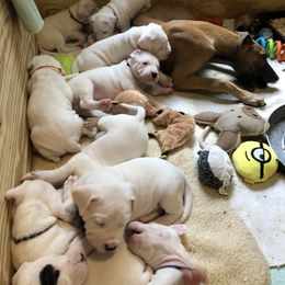 Dogo Argentino and Greyhound Puppies from Wayward Dogos and Hounds
