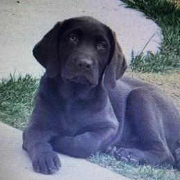 Labrador Retriever Puppies from Labrador emPAWrium
