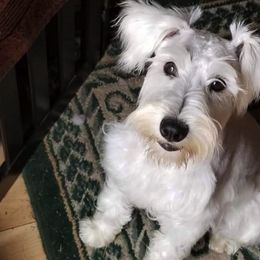Miniature Schnauzers from Schnauzers Northwest