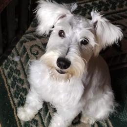 Miniature Schnauzers from Schnauzers Northwest