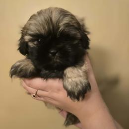 Boy 5 - Brindle male Shih Tzu puppy in Norris City, Illinois from Dainty and Darling Shih Tzu