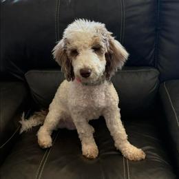Napoleon - Parti male Poodle puppy in Casa Grande, Arizona from Arizona's Once Upon A Boston and Poodle ❤️