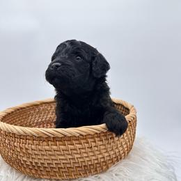 Bear - Black male Goldendoodle puppy in Connecticut from Gracie Doodle