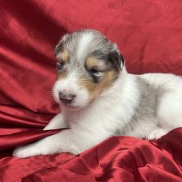 Glitter - White female Collie puppy in Groveland, Florida from Palmhaven Collies
