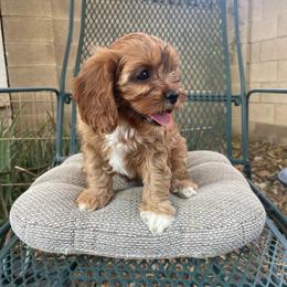 Ofelia - Red female Cavapoo puppy in Phoenix, Arizona from Larisa's Cavaliers