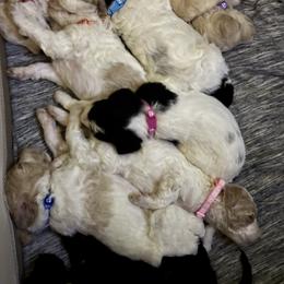 Bernedoodle and Double Doodle Puppies from ETX Dandy Doodle
