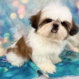Tristen - Gold and white male Shih Tzu puppy in Morrisville, Missouri from Sweetbriar Shih Tzu