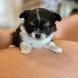 Girl 1 - Black and white female Chihuahua puppy in Davenport, Florida from Clan Cordovathone