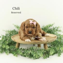Chili (Pink Collar Girl) - Red female Cavapoo puppy in Republic, Missouri from Red Skye Puppies