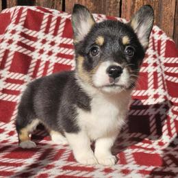 Boy 7 - male Pembroke Welsh Corgi puppy in Castle Rock, Washington from Heckman Corgis