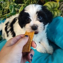 Cookie - Parti female Yorkipoo puppy in Renton, Washington from Junes Maltipoos