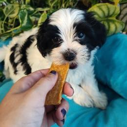 Cookie - Parti female Yorkipoo puppy in Renton, Washington from Junes Maltipoos