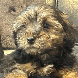 Cookie - Black and tan female Yorkshire Terrier puppy in West Warwick, Rhode Island from Robyn’s Nest