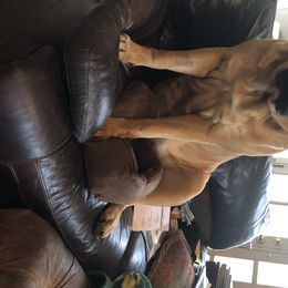 French Bulldog and Mastiff All Grown Up from Stonehaven Mastiffs and French Bull dogs