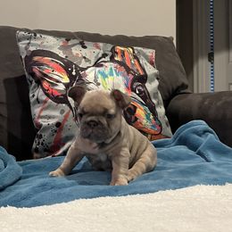 French Bulldog Puppies from Zoey's Dynasty French Bulldogs