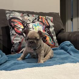 French Bulldog Puppies from Zoey's Dynasty French Bulldogs