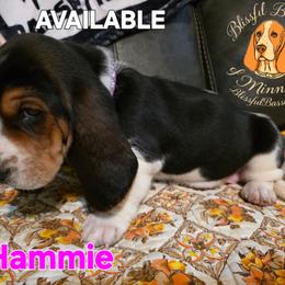 Hammie - Black white and brown female Basset Hound puppy in Princeton, Minnesota from Blissful Basset Hounds